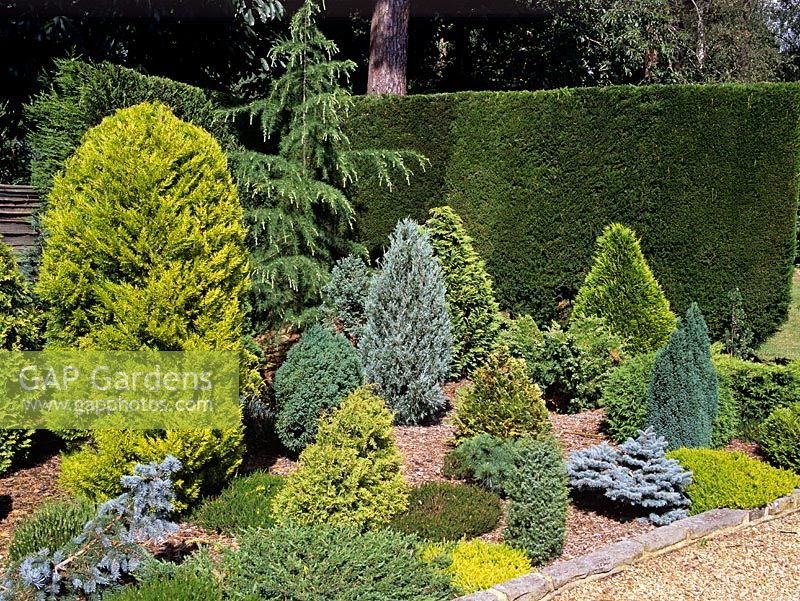 Conifers beds - White Knights, Buckinghamshire