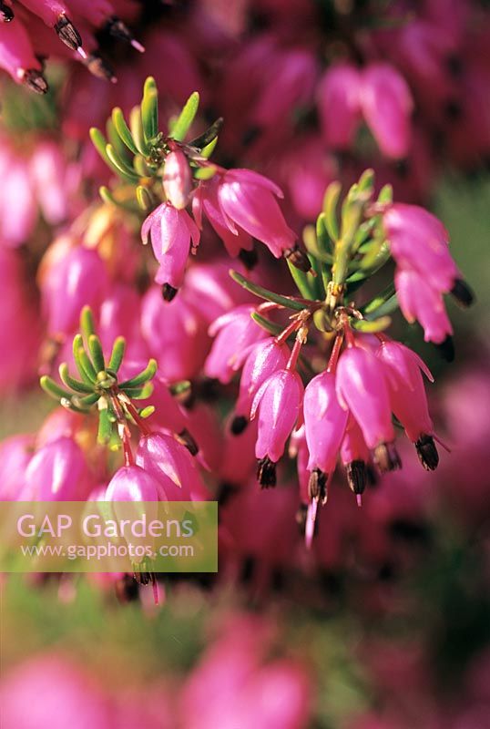 Erica carnea 'Rotes Juwel'