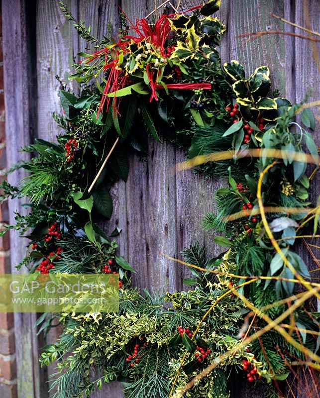 Christmas wreath on weathered door made from Ilex - Holly, Taxus - Yew, Buxus - Box and Cedrus - Cedar