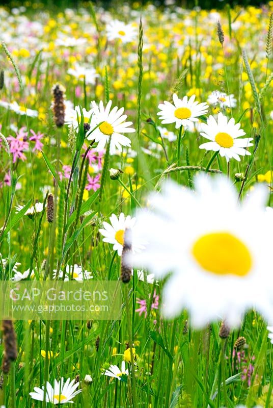 Leucanthemum vulgare - Ox eye daisies in Wildflower meadow in Suffolk