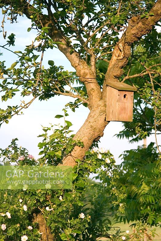 Wooden bird box in tree with white climbing rose