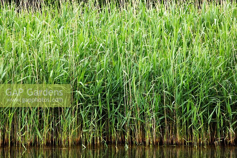 Reedbed alongside a lake, important habitat for waterside birds and wildlife