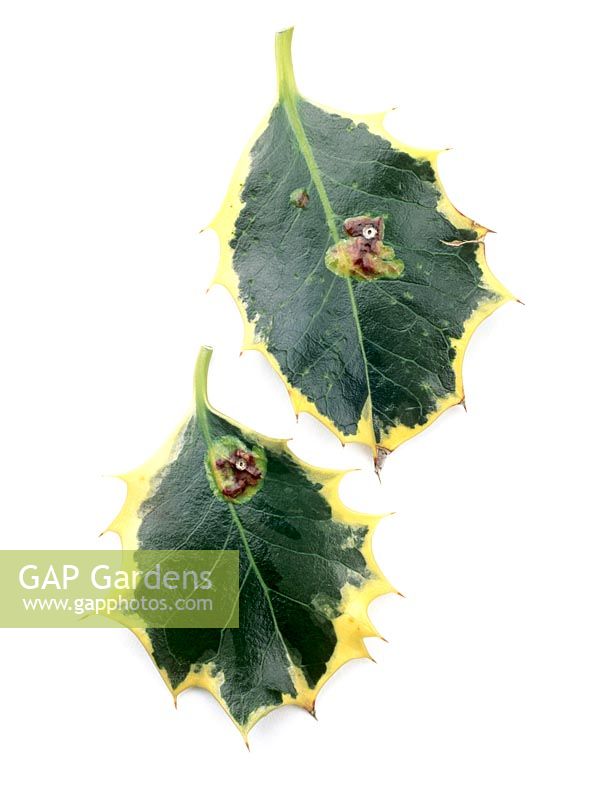 Phytomyza ilicis - Holly leaf miner damage to Ilex aquifolium  

 