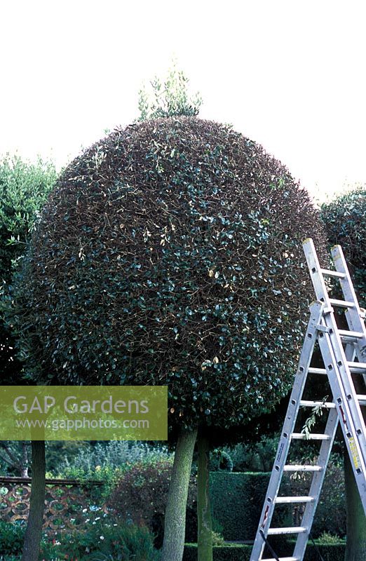 Pruning Quercus ilex, ball trees - Hatfield House