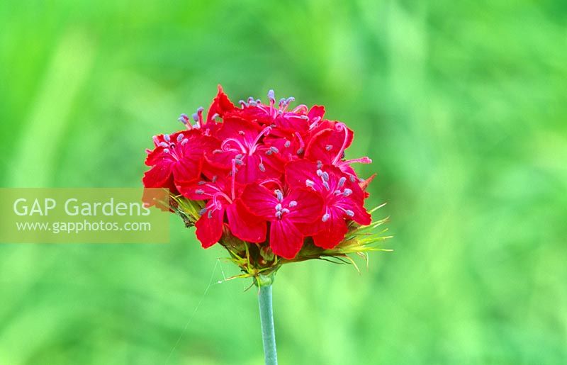 Dianthus cruentus