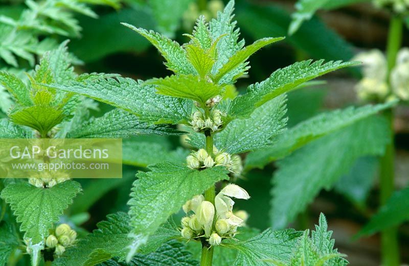 Lamium - Common Stinging Nettle 