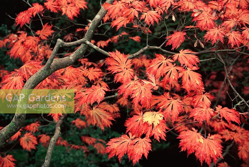 Acer japonica aconitifolium - Fullmoon Maple