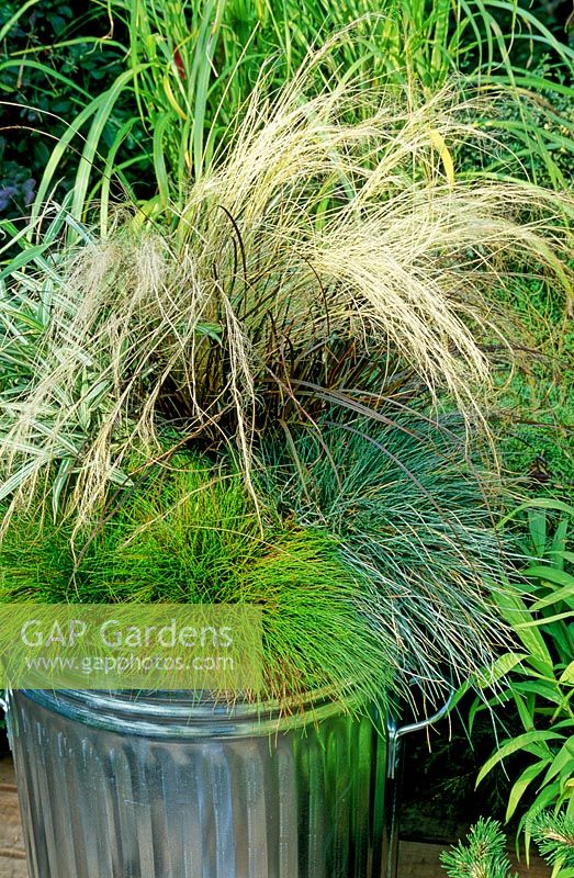 Contrasting range of dwarf grasses in galvanised container - Stipa tenuissima, Uncinia rubra, Festuca glauca, Deschampsia flexuosa 'Tatra Gold' and dwarf, variegated bamboo