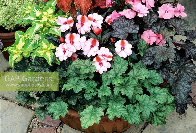 New Guinea busy lizzies form rich contrasts with Heucheras and Coleus - Heuchera 'Beauty Colour' (below yellow and green coleus), 'Mint Frost' (centre) and 'Persian Carpet' in a shallow, fluted terracotta bowl
