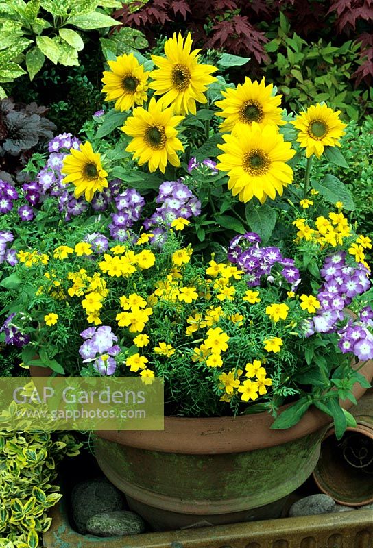 Summer terracotta pot with seed raised annuals forming a yellow and blue theme. Dwarf Helianthus - Sunflowers, Phlox 'Bobby Sox' and Tagetes 'Lemon Gem'