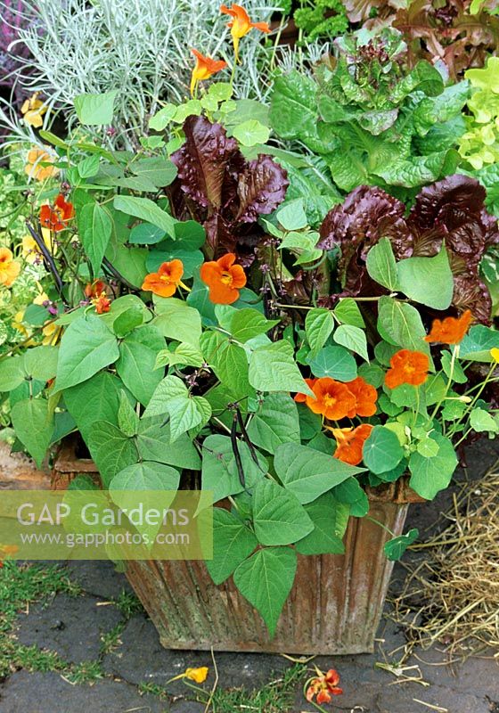 Edible summer container with Red leaved lettuce, purple podded French beans 'Purple Teepee' and Tropaeolum - Nasturtium