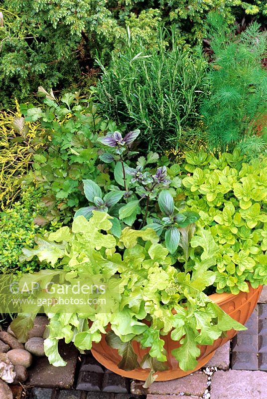 Edible summer pot with Lettuce 'Salad Bowl', Basil, Coriander, Golden Marjoram, Rosemary and dill 