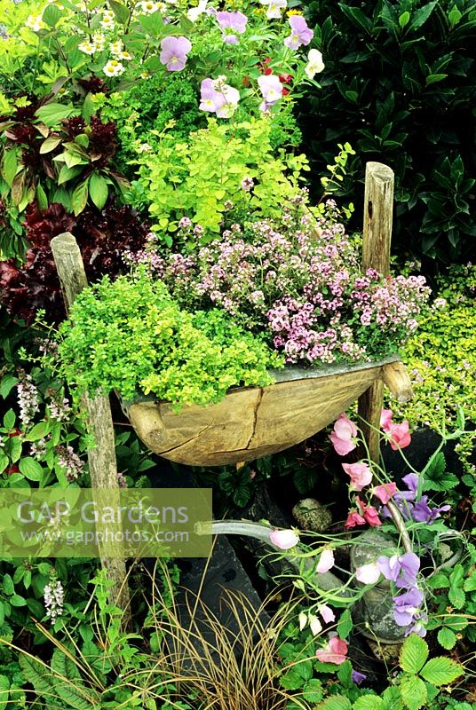 Wooden trough planted with Thymus - Thyme, Golden Marjoram, Red leaved Lettuce, Thai basil, Viola - Pansies and Parsley 