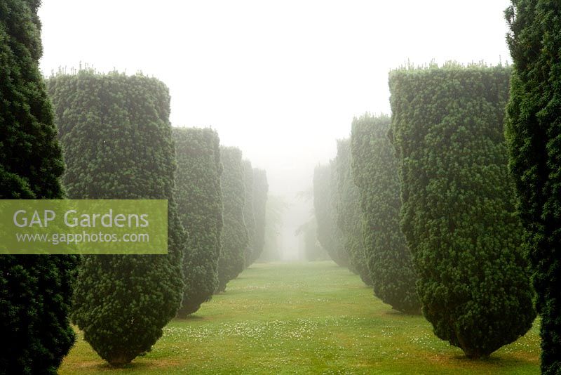 Formal Taxus topiary in fog - Hodges Barn, Gloucestershire