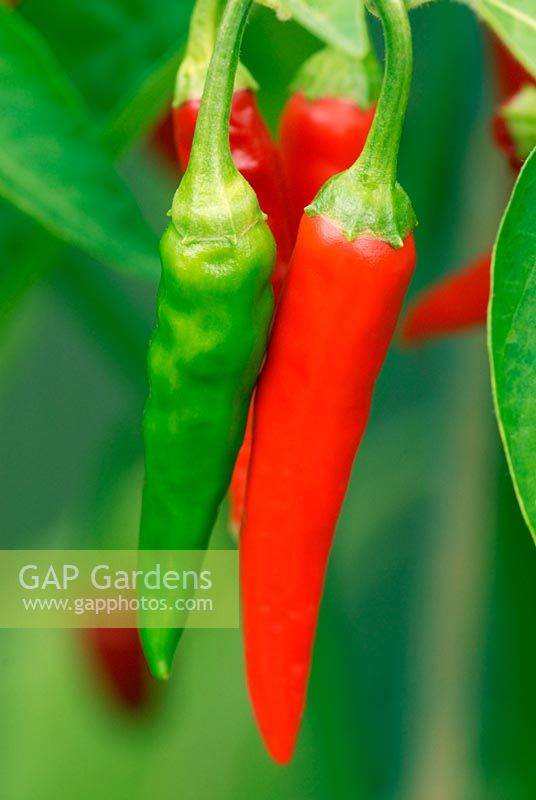 Capsicum 'Thai Dragon' - Chilli Pepper 