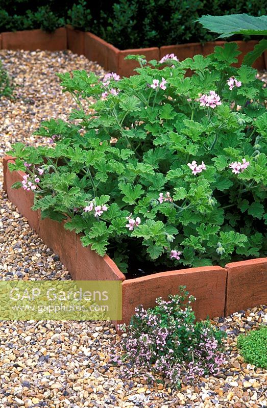 Tile edged beds of Pelargonium 'Attar of Roses' with a gravel path