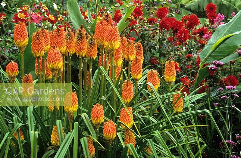 Kniphofia linearifolia with Dahlia 'Witteman's Superba' in the exotic garden at Great Dixter