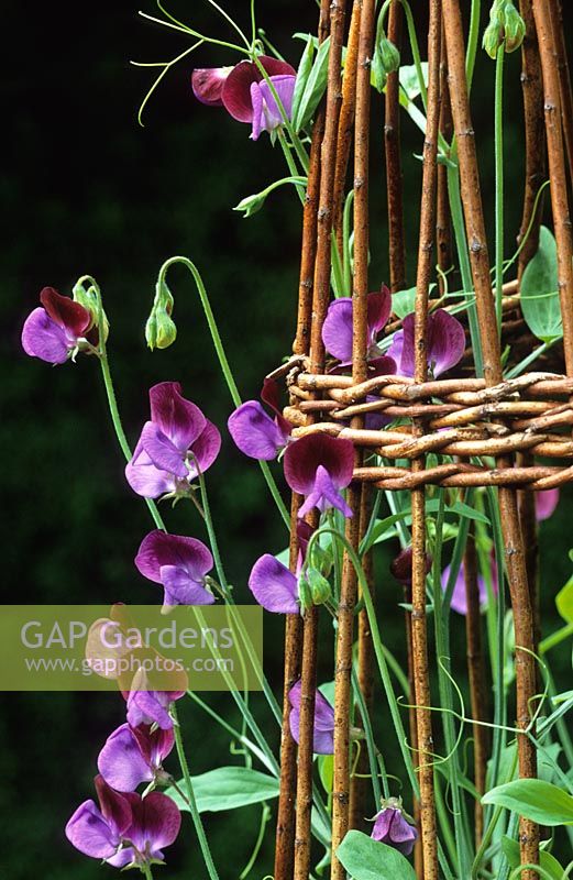 Lathyrus odoratus 'Matucana' - Sweet peas growing up a woven wigwam