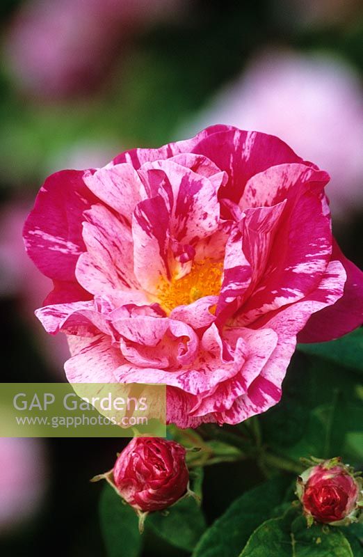 Rosa gallica var. officinalis 'Versicolor' - Rosa mundi rose, Apothecary's rose