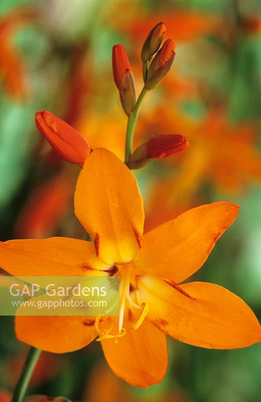 Crocosmia 'Star of the East' - Montbretia