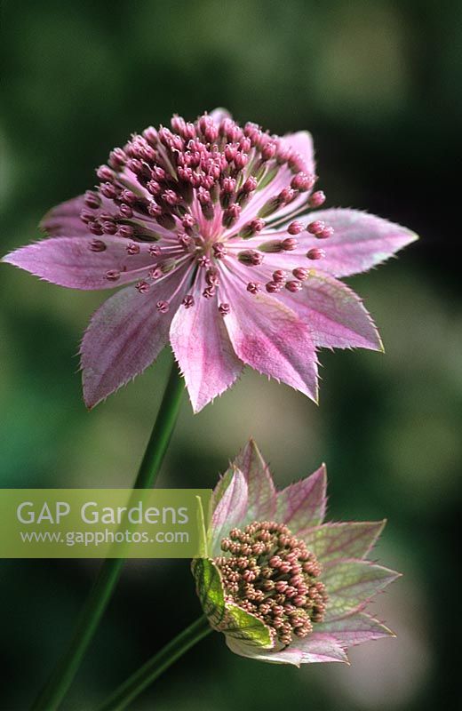 Astrantia maxima