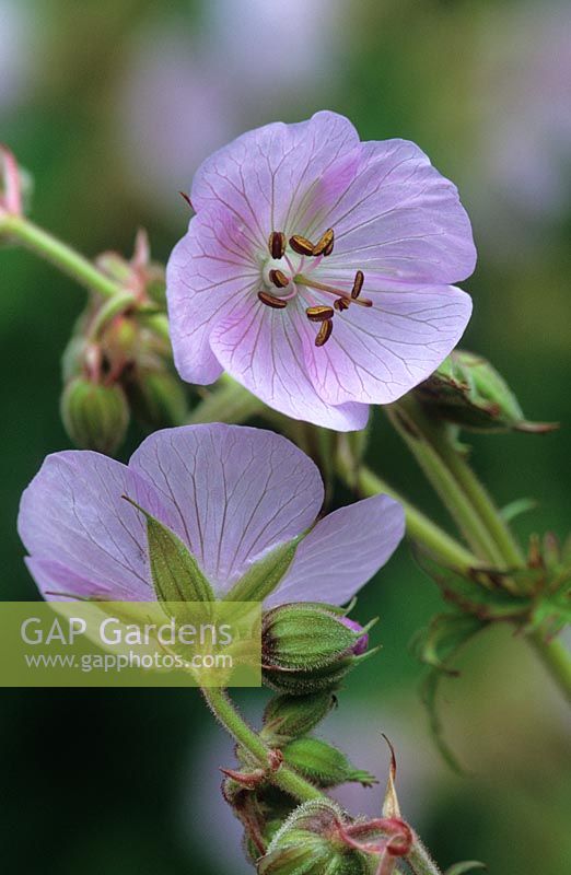 Geranium pratense - Meadow cranesbill