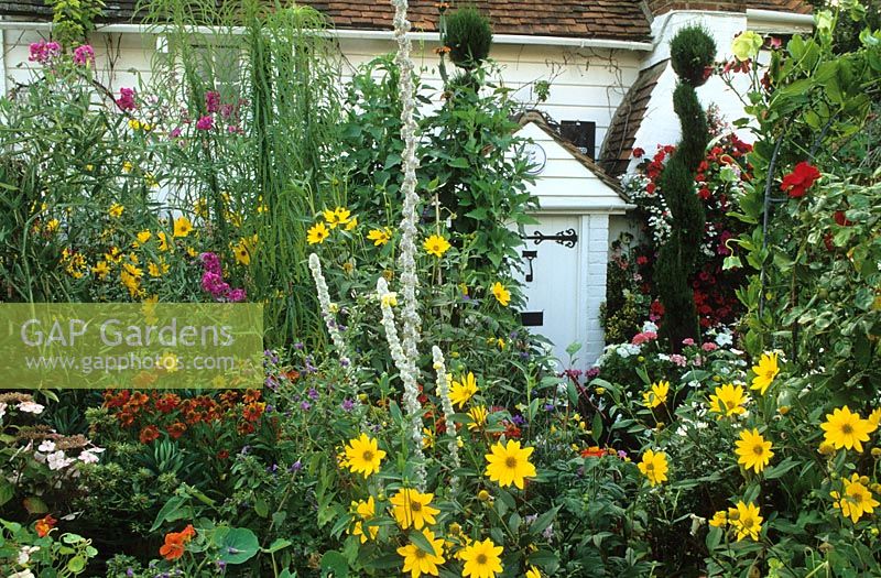 Cottage style front garden packed with colour in summer - Helianthus, Helenium, Verbascum and topiary spirals
