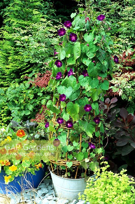 Ipomoea 'Grandpa Otts' - Seed raised morning glory trained up a willow wigwam set in an old galvanised tin tub