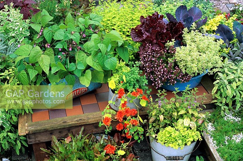 Herbs and vegetables growing in recycled containers including a mower box. French beans 'Purple Teepee', Tropaeolum majus 'Hermine Grashoff', marjoram, hyssop, red leaved lettuce, red cabbage, variegated marjoram, ginger mint and golden feverfew