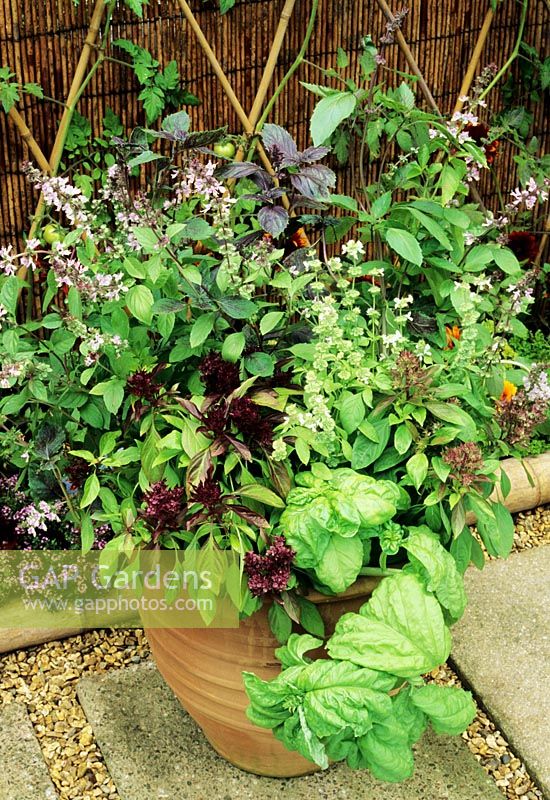 Gourmets' delight with five varieties of  basil growing in a terracotta pot. 'Arrarat' , lime basil, cinnamon basil, Thai basil and lettuce leaved basil