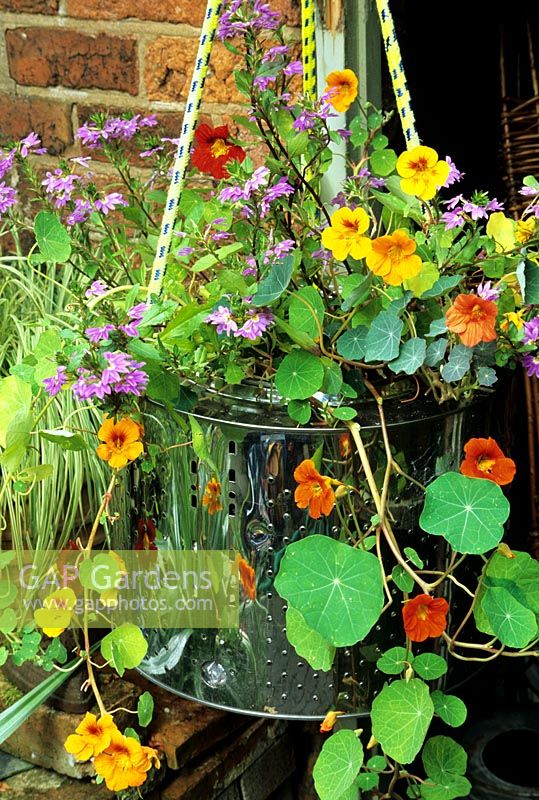 Recycled stainless steel washing machine drum suspended on skipping ropes and planted with Scaevola 'Zigzag' and Tropaeolum majus