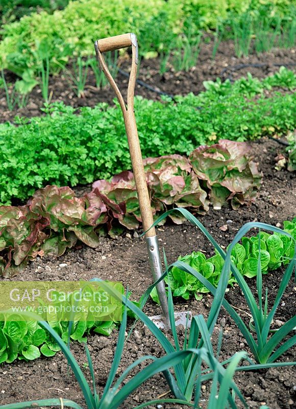 Abandoned spade in vegetable garden