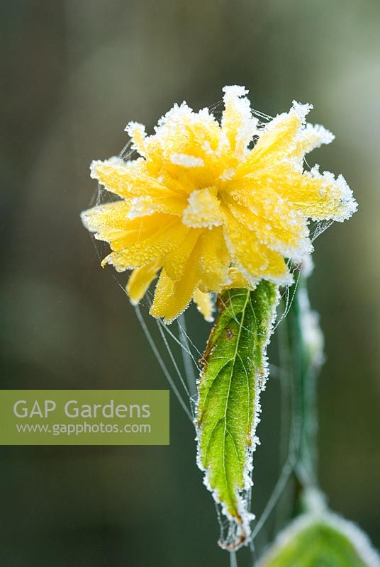 Kerria japonica 'Pleniflora' - Jew' mantle, spring shrub flowering in December with yellow flowers covered in frost
