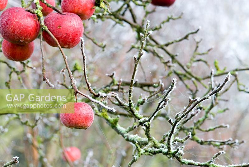 Malus 'Discovery' - Red apples on the tree in winter withfrost