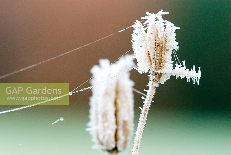 Aqilegia seed head with hoar frost and spiders web in December