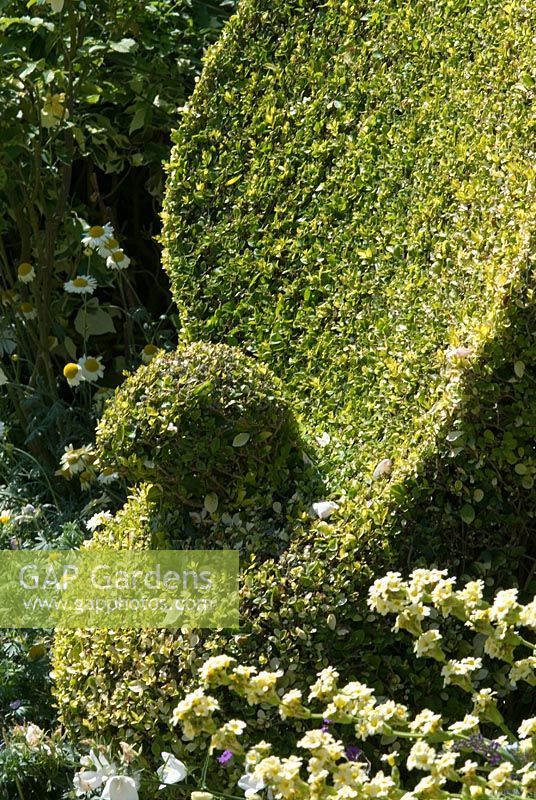 Peacock topiary shaped from Ligustrum 'Aureum' - The Thumbit, Walsham le Willows, Suffolk