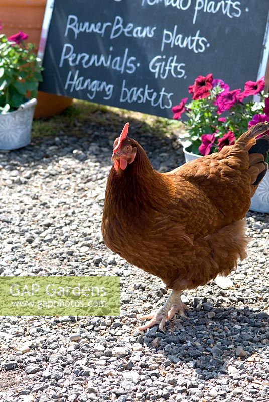 Hen by the entrance to the garden shop - Peapod Garden Shop and Plant Centre, La Hogue Farm, Chippenham, Newmarket