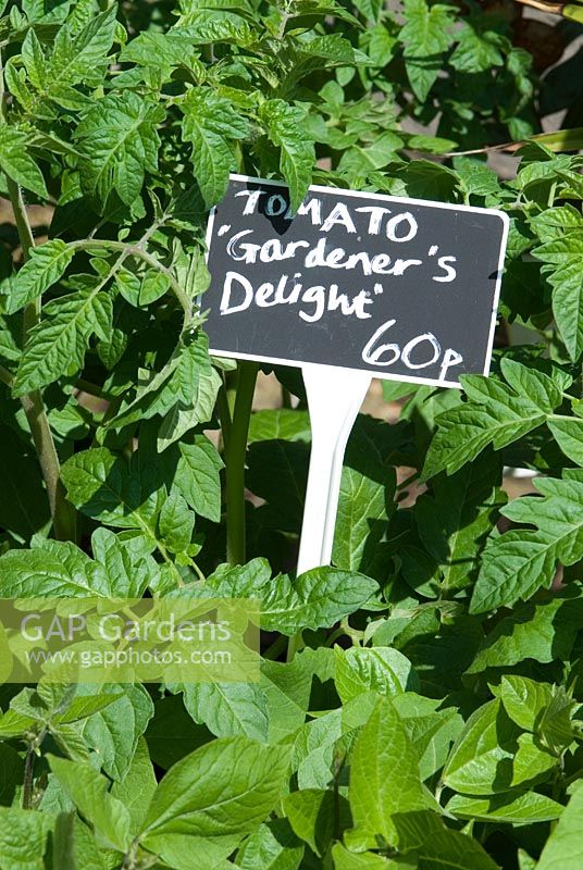 Tomato 'Gardener's Delight' - Peapod Garden Shop and Plant Centre, La Hogue Farm, Chippenham, Newmarket