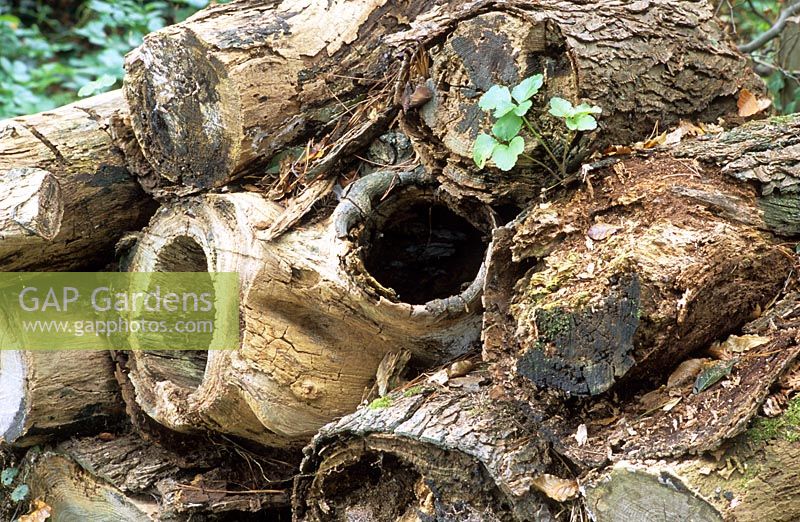 Log pile for wildlife