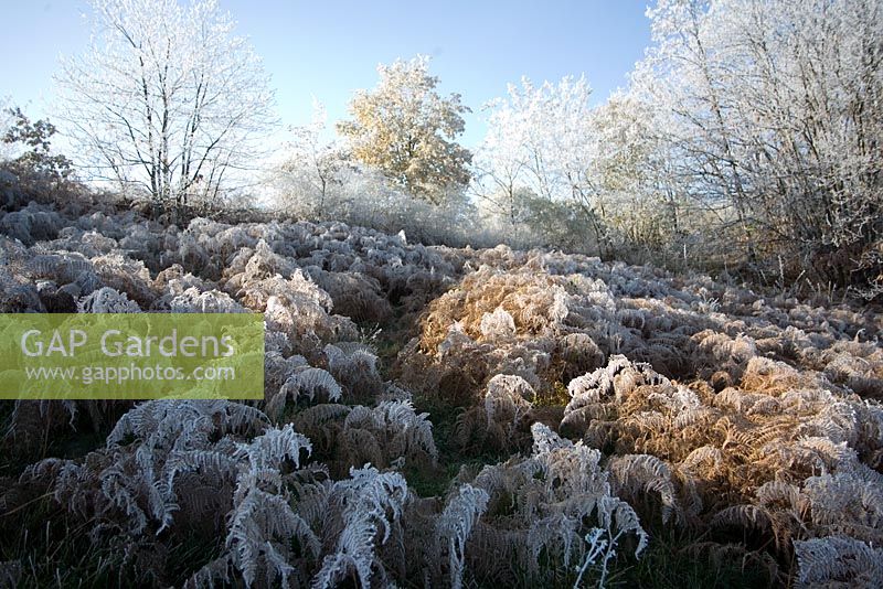 Clearing of Pteridium aquilinum - bracken covered in hoare frost