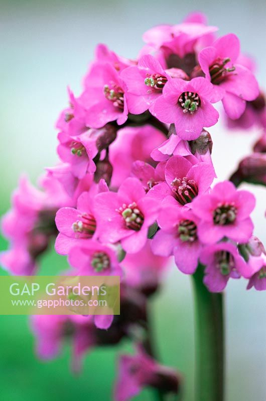 Pink flowers of Bergenia in Spring