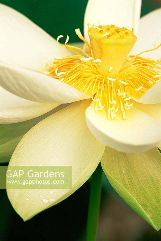 Nelumbo nucifera 'Debbie Gibson' - Cream Lotus flower revealing seedpod