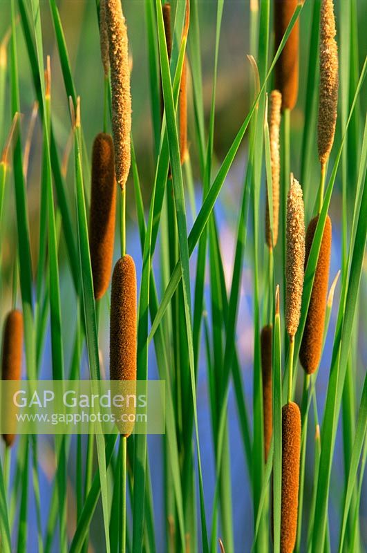 Typha angustifolia - Narrow Leaf Cattail