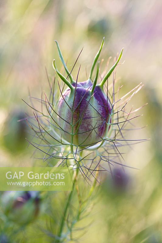 Nigella damascena - Love in a Mist seed pod