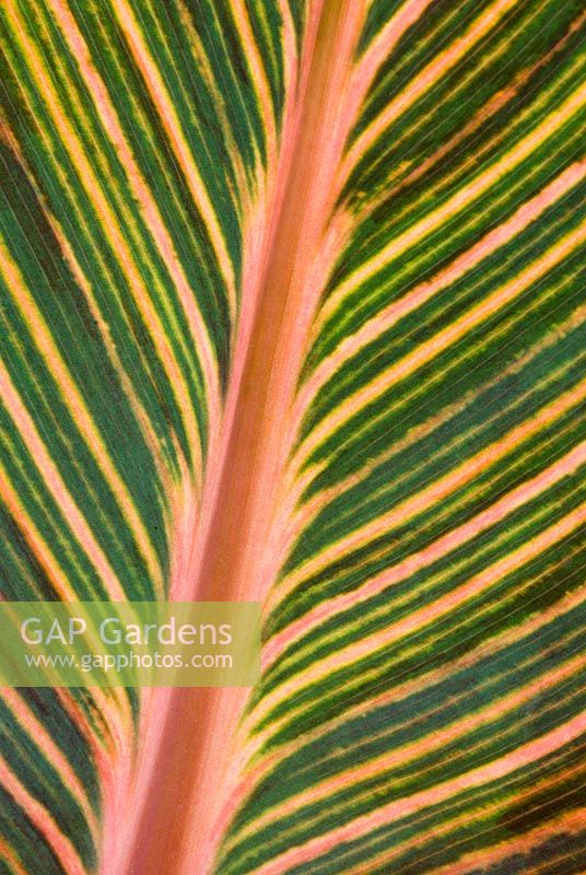 Graphic close up of Canna 'Durban' leaf syn. Tropicanna 'Phasion'