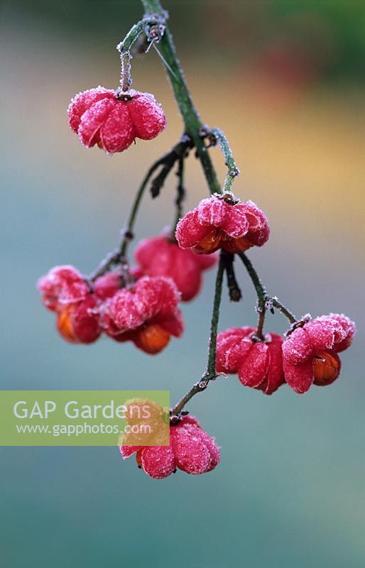 Euonymus europaeus 'Red Cascade' berries with frost - Robinson College, Cambridge