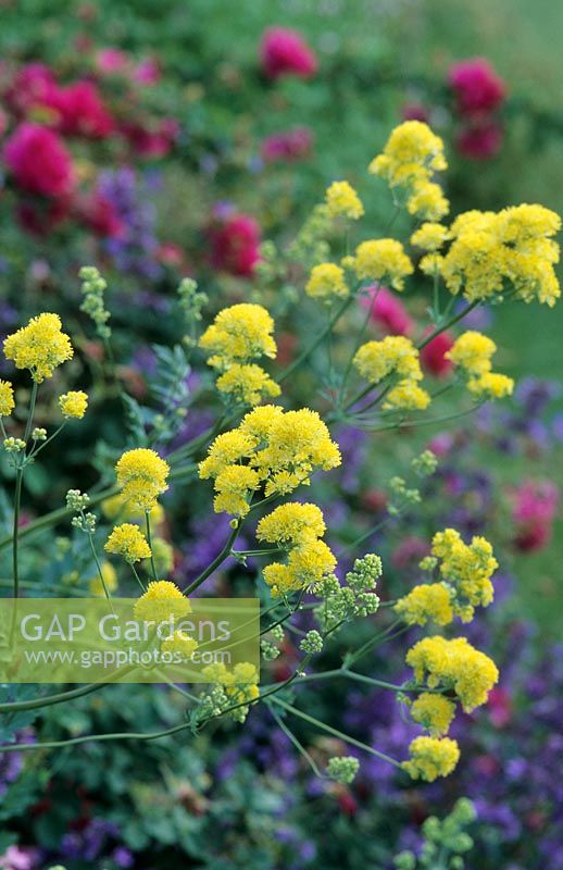 Thalictrum flavum subsp. glaucum