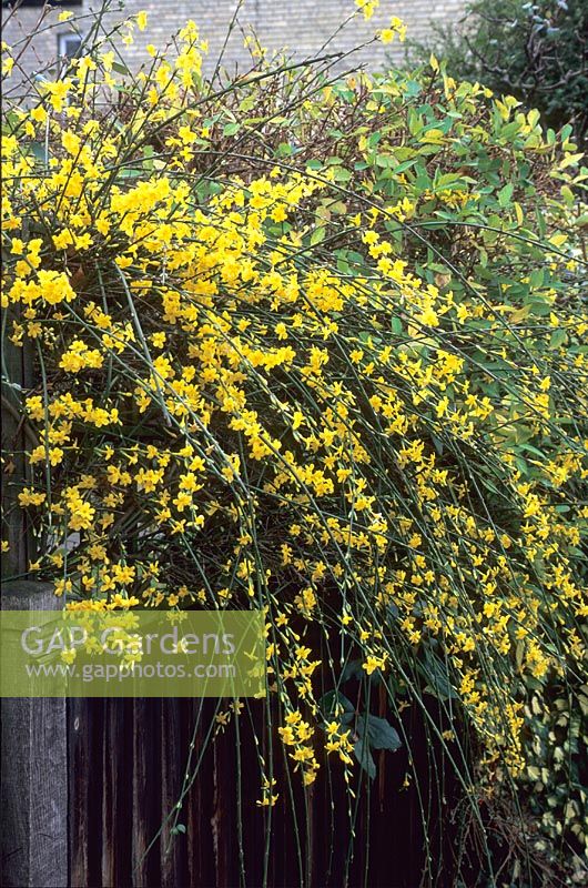 Jasminum nudiflorum - November