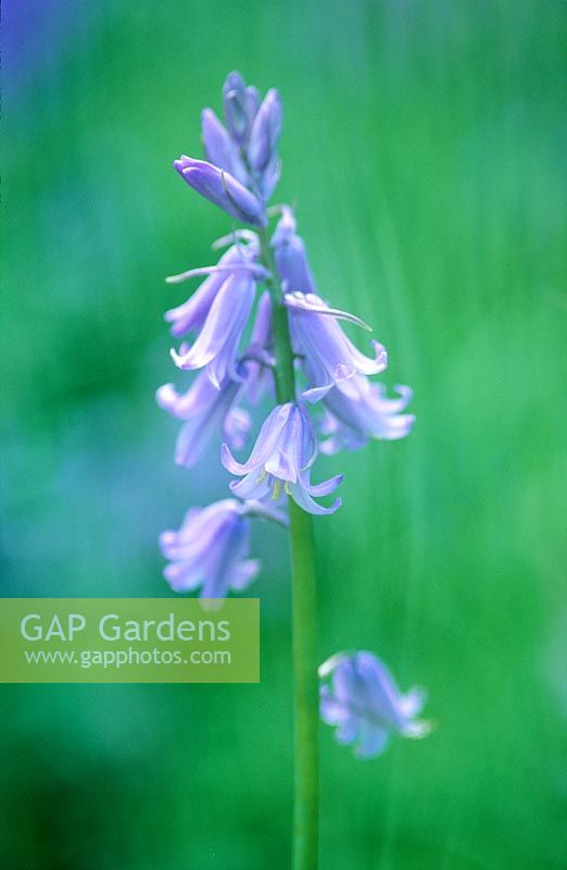 Hyacinthoides non-scripta x hispanica hybrid