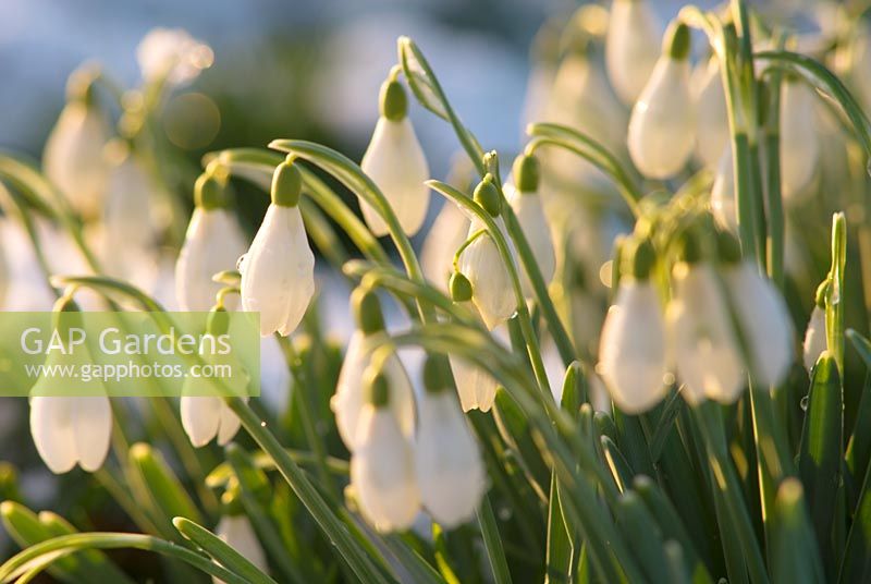 Galanthus nivalis, Snowdrop in snow